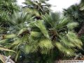 Chamaerops humilis - palmier multipliant nain exotique de plein soleil 3-4m